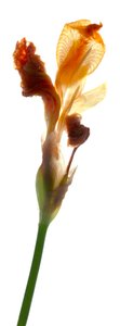 Iris Yellow, 2011, (digitális fotogram, digitális eredeti nyomat)